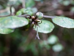 Coprosma spathulata spathulata
