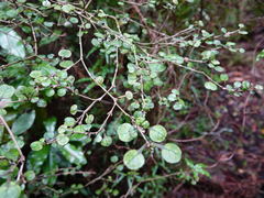 Coprosma spathulata spathulata