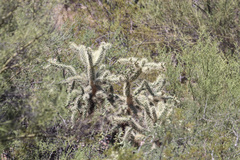 Cylindropuntia fulgida