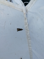 Euzophera fuliginosella