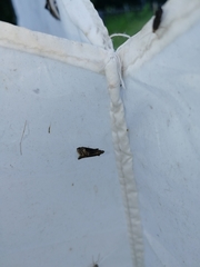 Euzophera fuliginosella