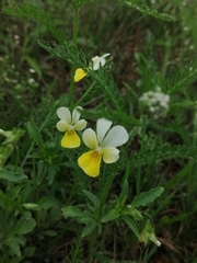 Viola × contempta