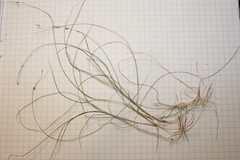 Carex billingsii
