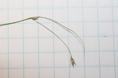 Carex billingsii