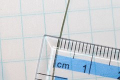 Carex billingsii