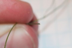 Carex billingsii