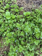 Veronica persica