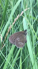 Aphantopus hyperantus