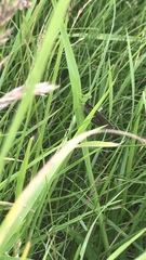 Aphantopus hyperantus