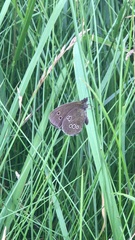 Aphantopus hyperantus