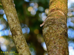 Diploderma polygonatum xanthostomum