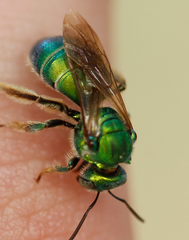 Augochloropsis humeralis