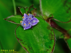 Belosynapsis ciliata