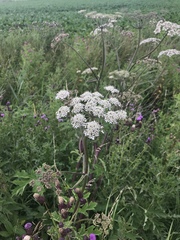 Heracleum sphondylium