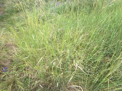 Stipa capillata