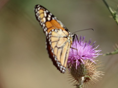 Danaus plexippus