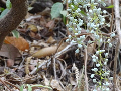 Diploclisia glaucescens