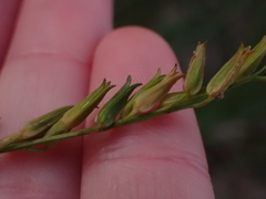 Triglochin elongata