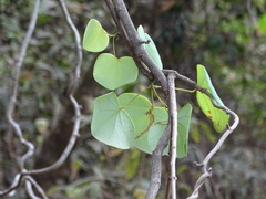 Diploclisia glaucescens