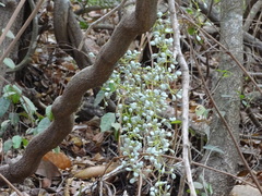 Diploclisia glaucescens