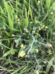 Medicago lupulina