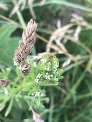 Galium aparine