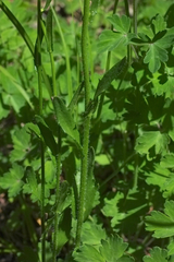 Arabis eschscholtziana