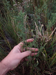 Nidorella pinnatifida