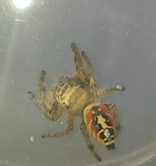 Phidippus