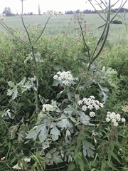 Heracleum sphondylium