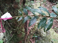 Freycinetia scandens