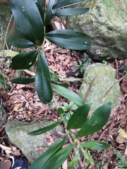 Freycinetia scandens
