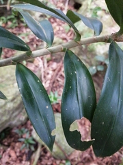 Freycinetia scandens