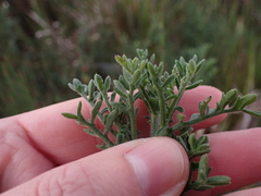 Nidorella pinnatifida