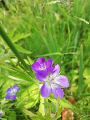 Geranium sylvaticum