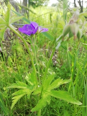 Geranium sylvaticum