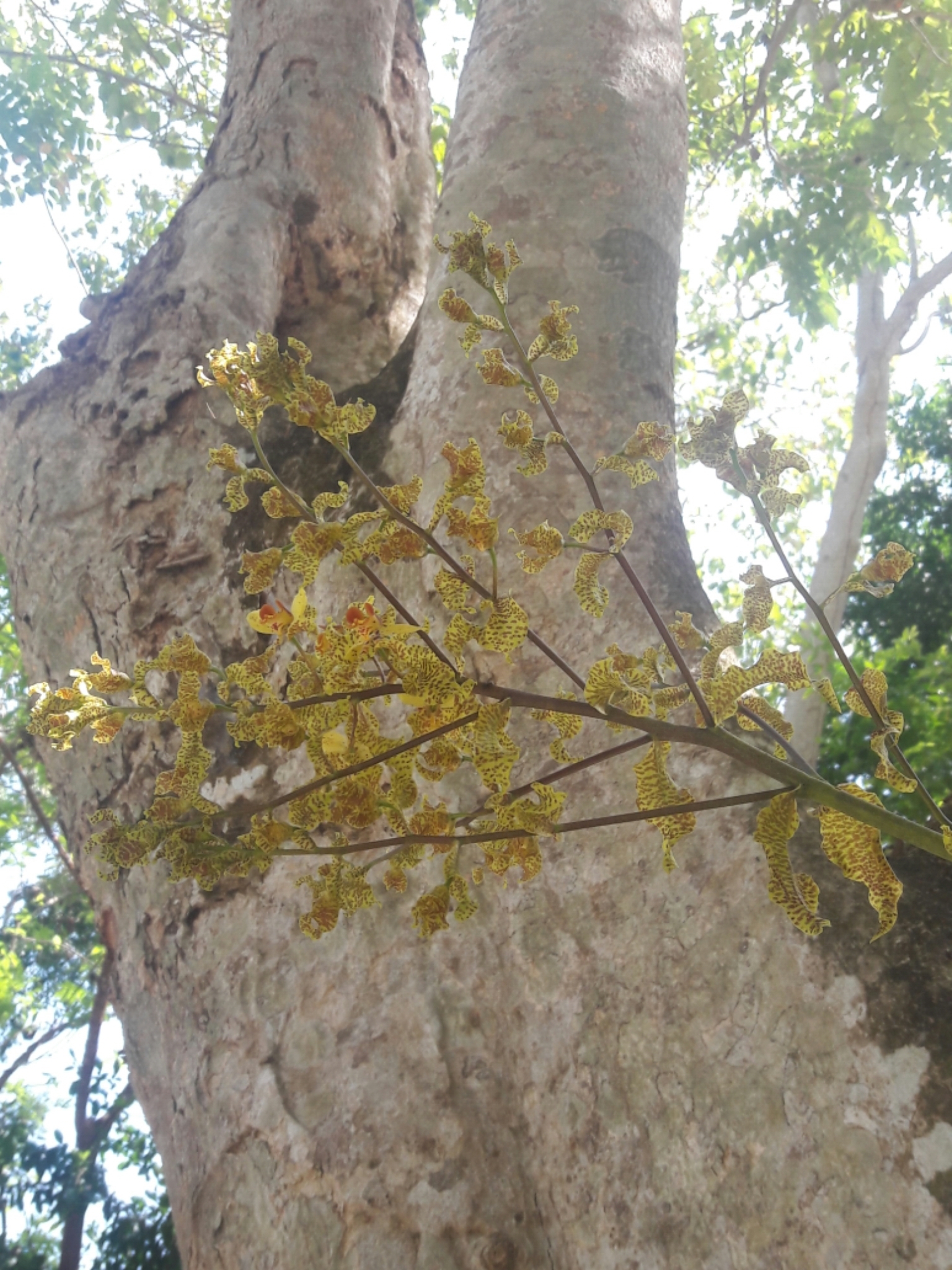 Cyrtopodium paniculatum (Ruiz & Pav.) Garay 4