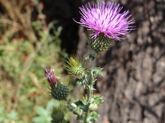 Cirsium rhaphilepis