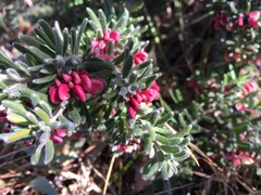 Grevillea lanigera