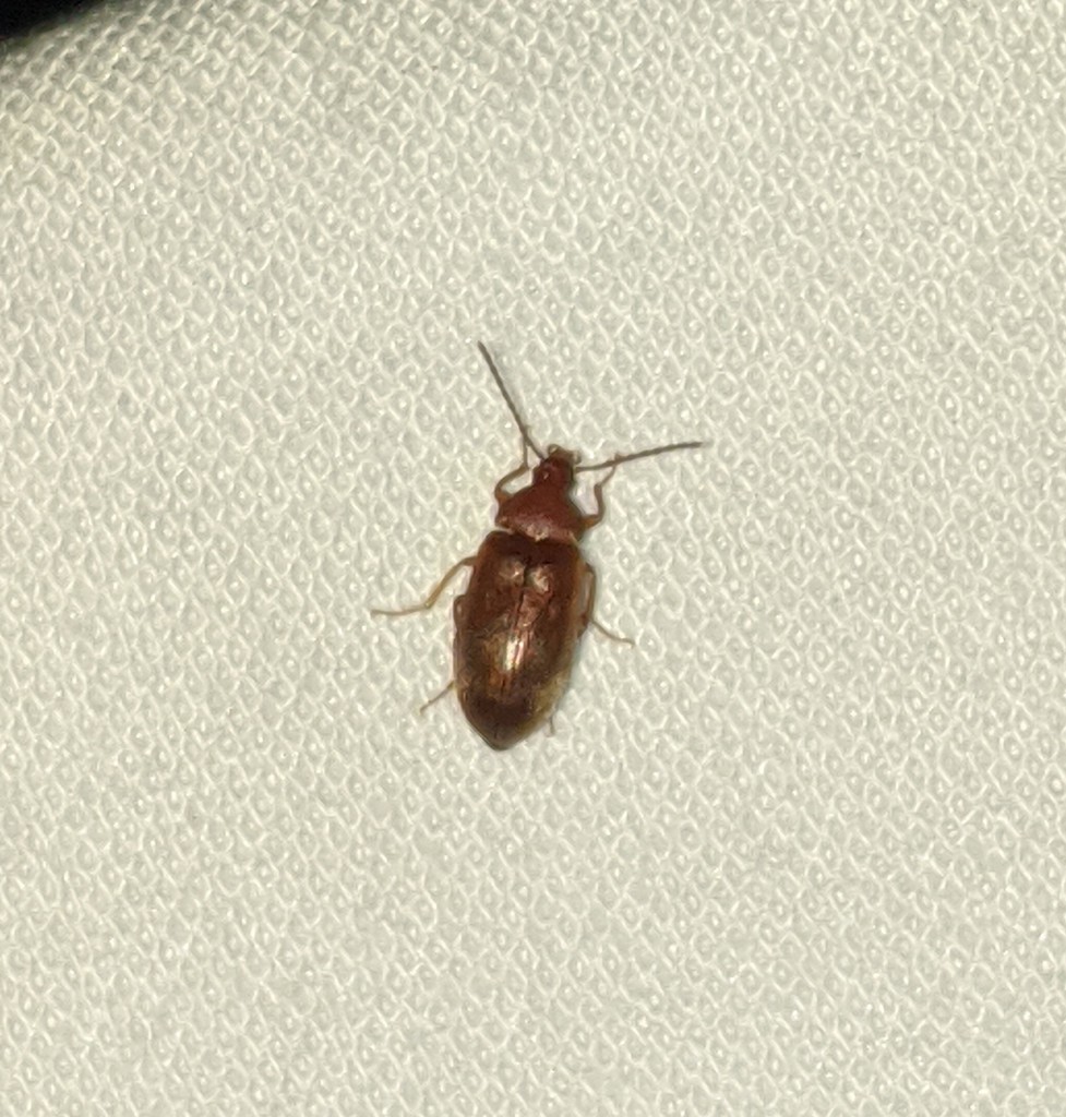 Isomira comstocki