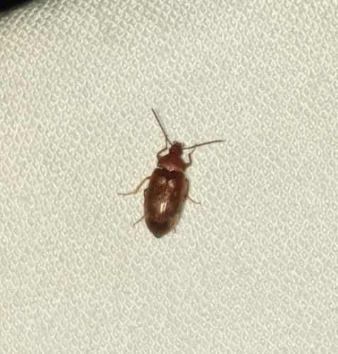 Isomira comstocki