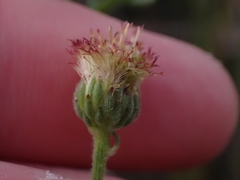 Nidorella pinnatifida