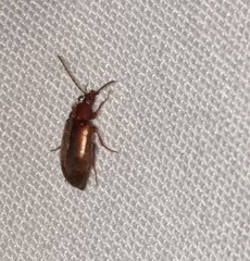 Isomira comstocki