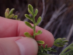 Nidorella pinnatifida