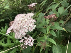 Spiraea formosana