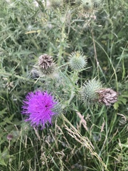 Cirsium vulgare