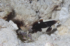 Whitecap Shrimpgoby photo 2