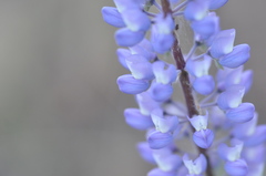 Lupinus sericeus