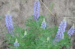 Lupinus sericeus