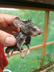 Peromyscus hylocetes